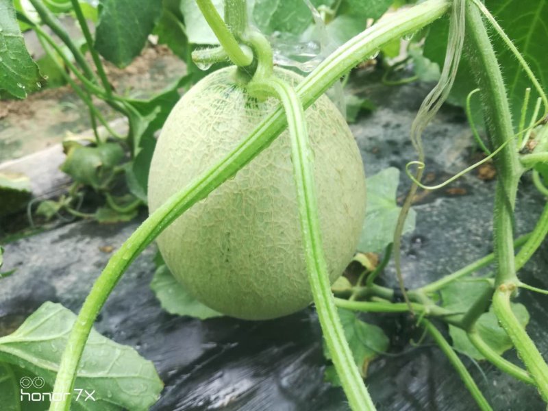 高品质网纹瓜，清脆可口，地头直销