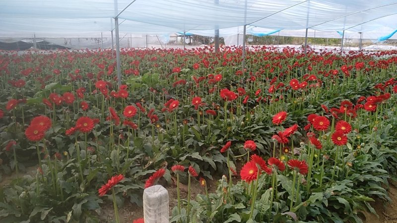 福建非洲菊，月季批发，