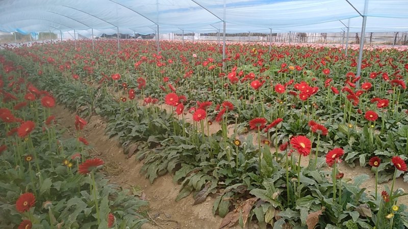 福建非洲菊，月季批发，