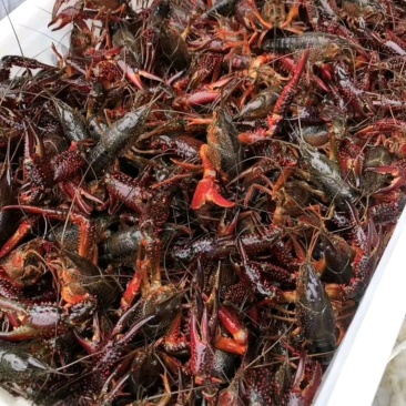 【热卖】龙虾质量保证产地直销货源稳定