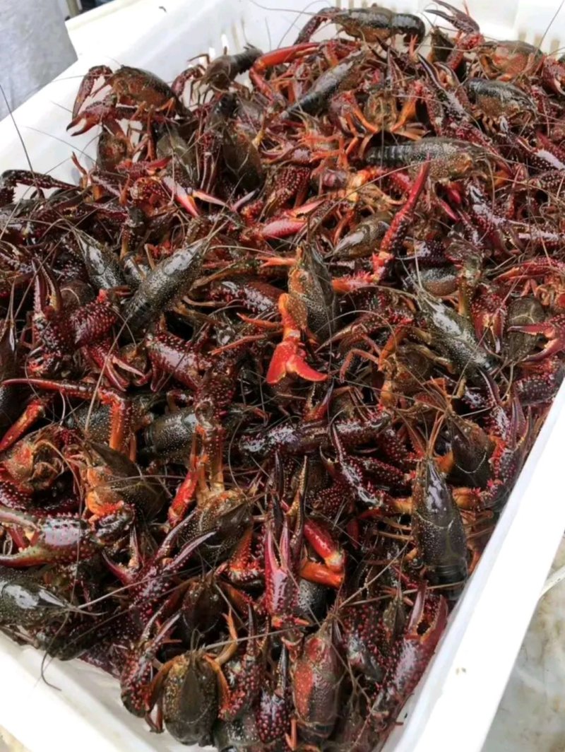 【热卖】龙虾质量保证产地直销货源稳定