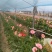 福建非洲菊，月季批发，