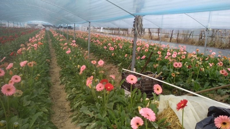福建非洲菊，月季批发，