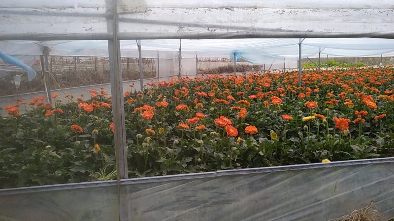 福建非洲菊，月季批发，