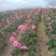 福建非洲菊，月季批发，
