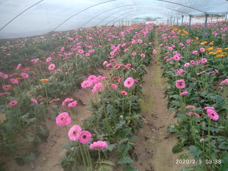 福建非洲菊，月季批发，