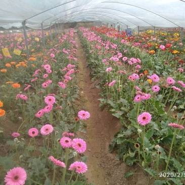 福建非洲菊，月季批发，