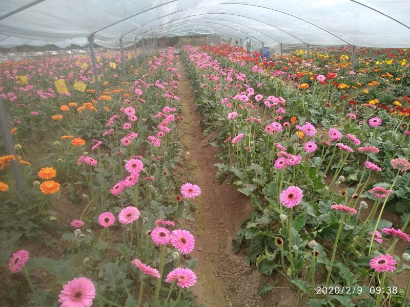 福建非洲菊，月季批发，