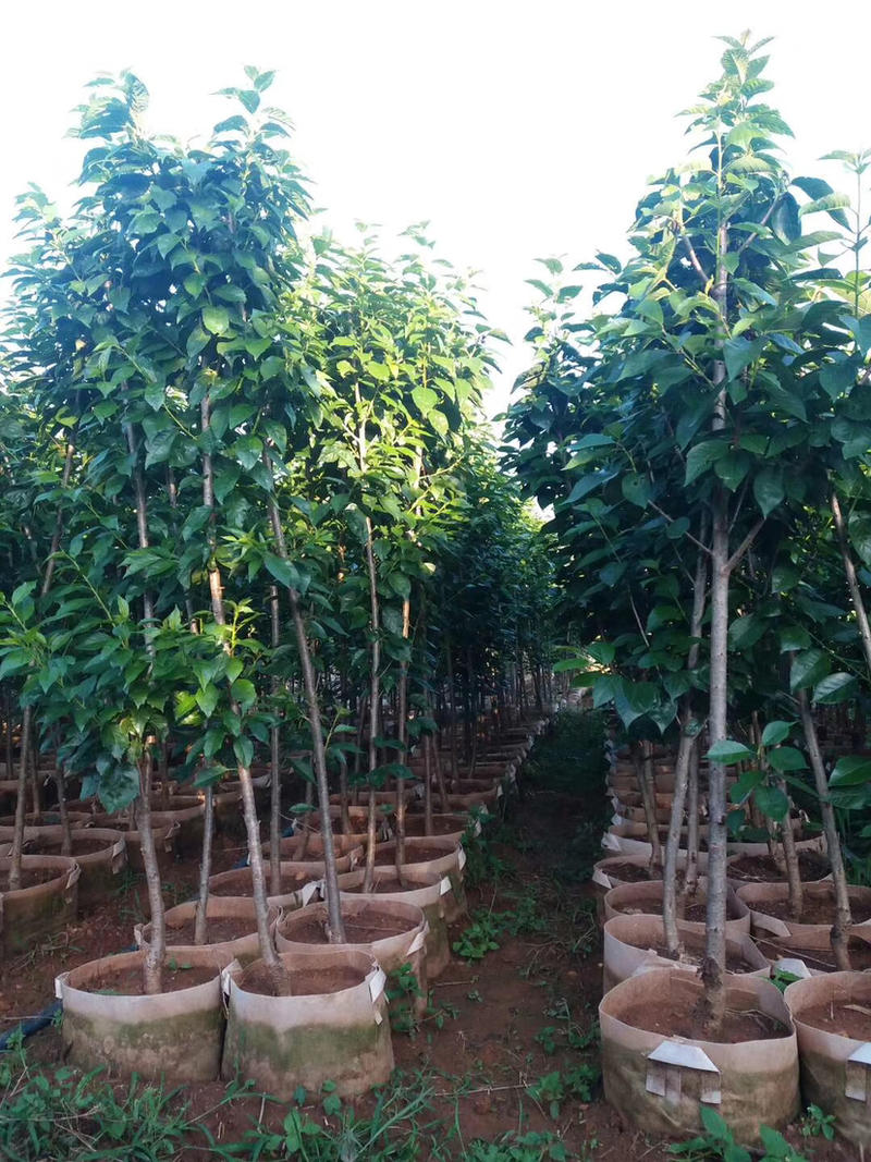 玛瑙红樱桃苗，无病虫害，根系好成活率高。品种保证