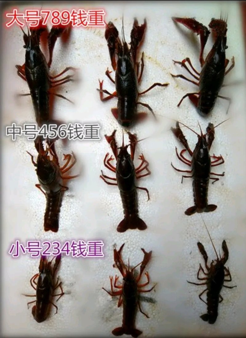 【热卖】龙虾质量保证产地直销货源稳定