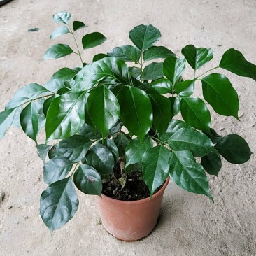 160#绿宝树，特价，不含运费