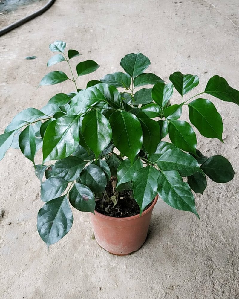160#绿宝树，特价，不含运费