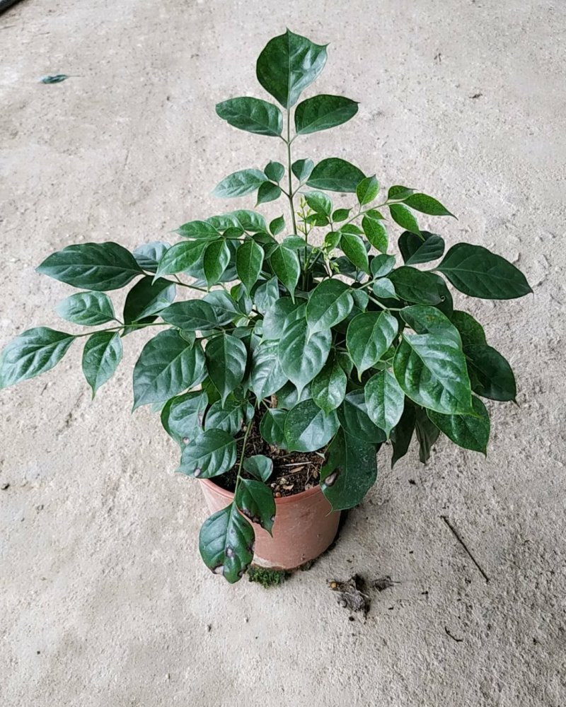 160#绿宝树，特价，不含运费