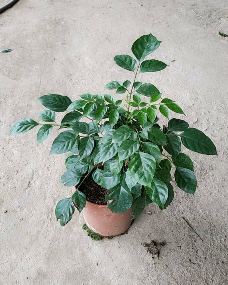 160#绿宝树，特价，不含运费