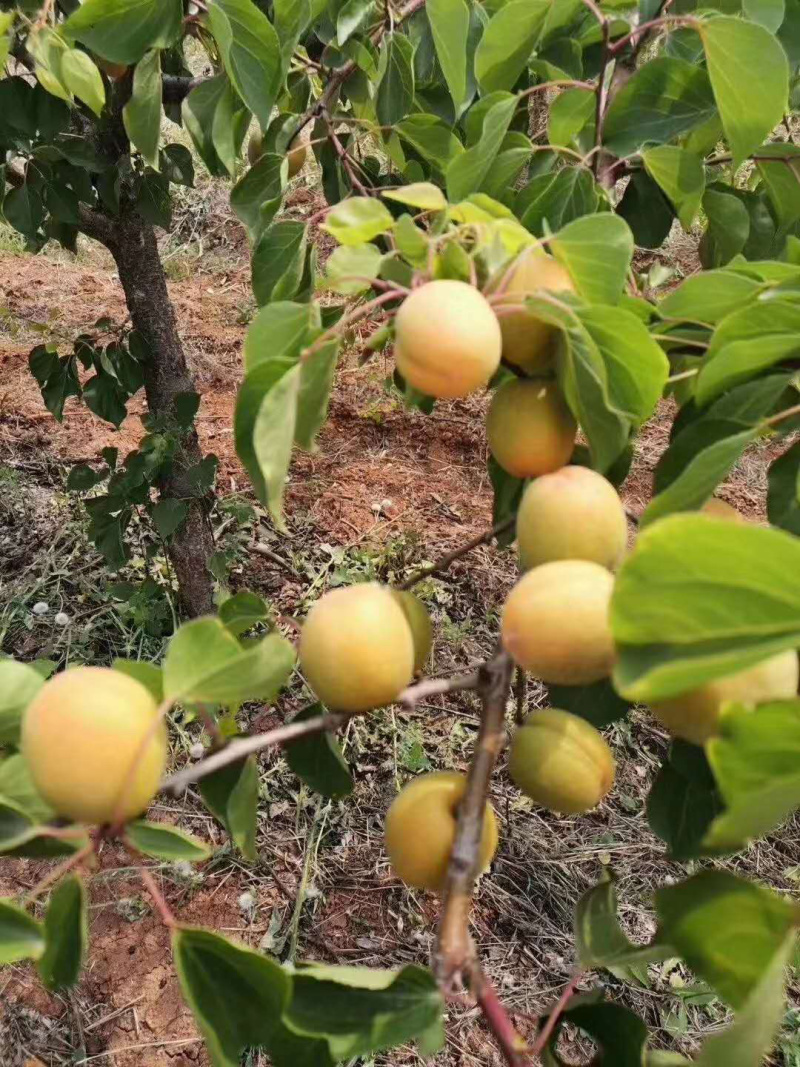 露天金太阳杏大量上市正在供应