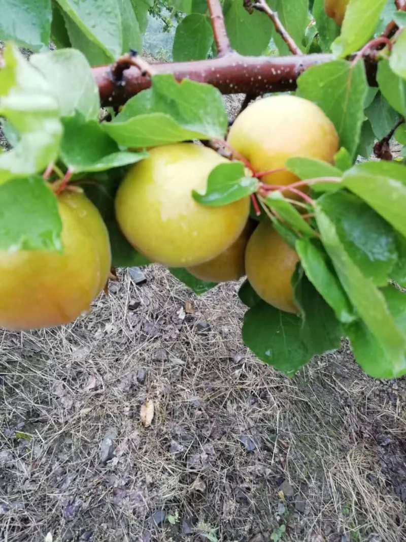 露天金太阳杏大量上市正在供应