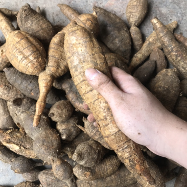 正宗黑皮野生牛大力，质量保证，规格好，量大从优