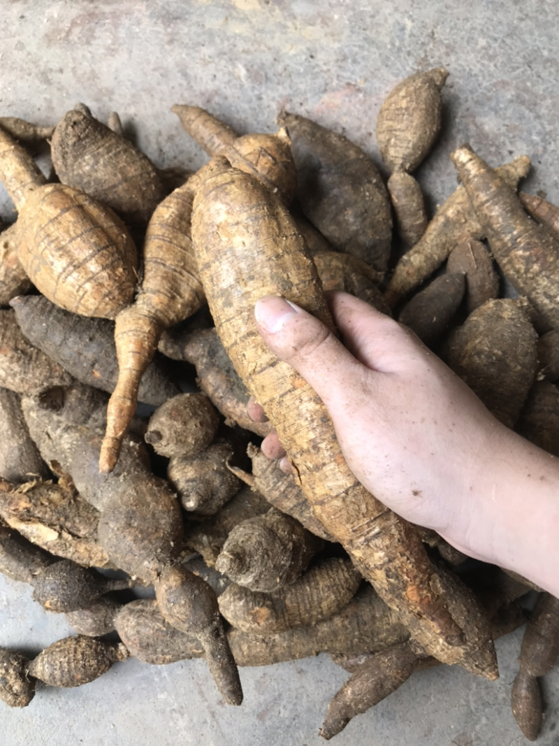 正宗黑皮野生牛大力，质量保证，规格好，量大从优