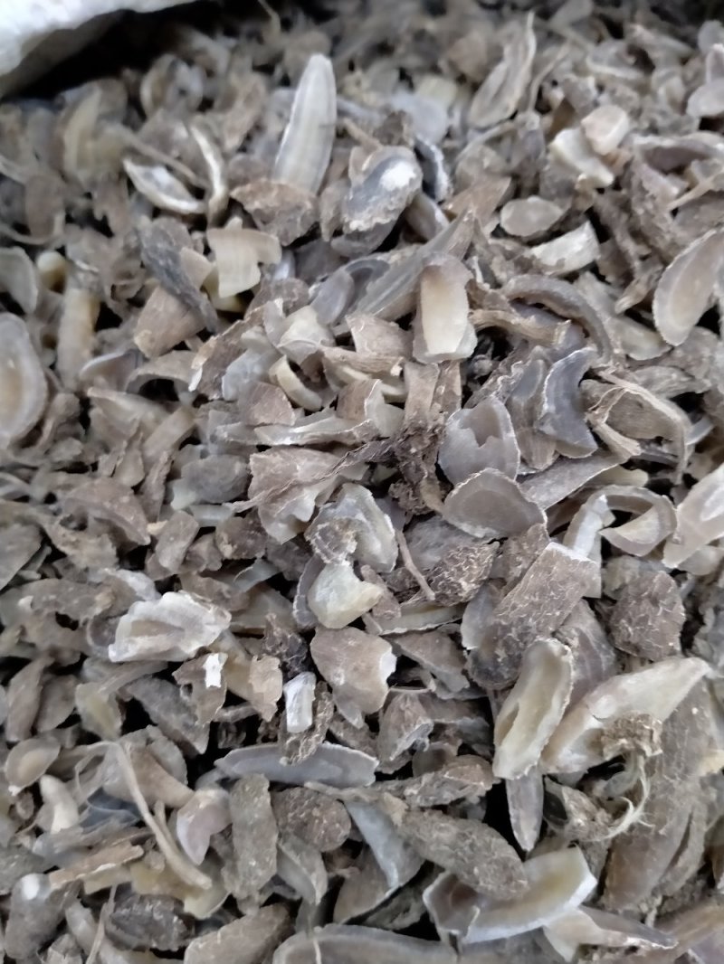 郁金！产地大货批发供应！一手货源价格优！