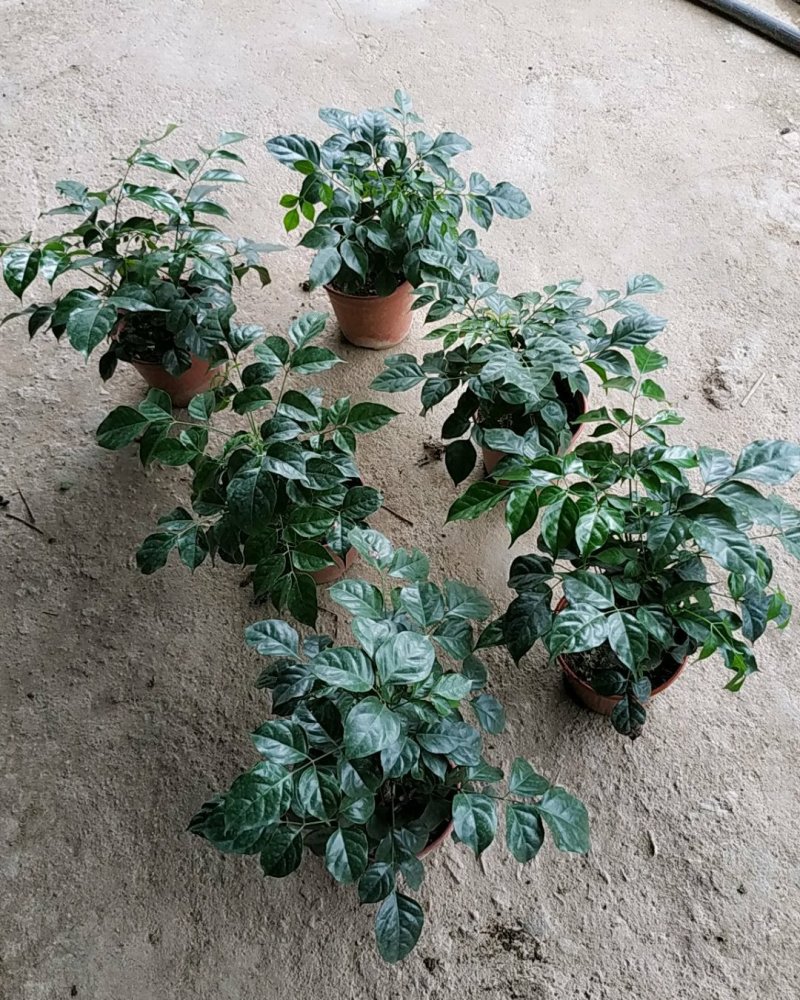 160#绿宝树，特价，不含运费
