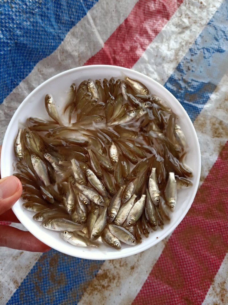 快大长江鲫鱼苗鲜活到家全国发货