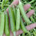 【精品青豌豆】出口级质量保证长寿仁中豌系列量大优惠