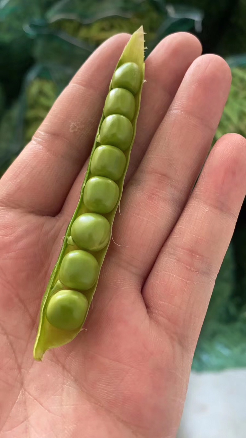 【精品青豌豆】出口级质量保证长寿仁中豌系列量大优惠