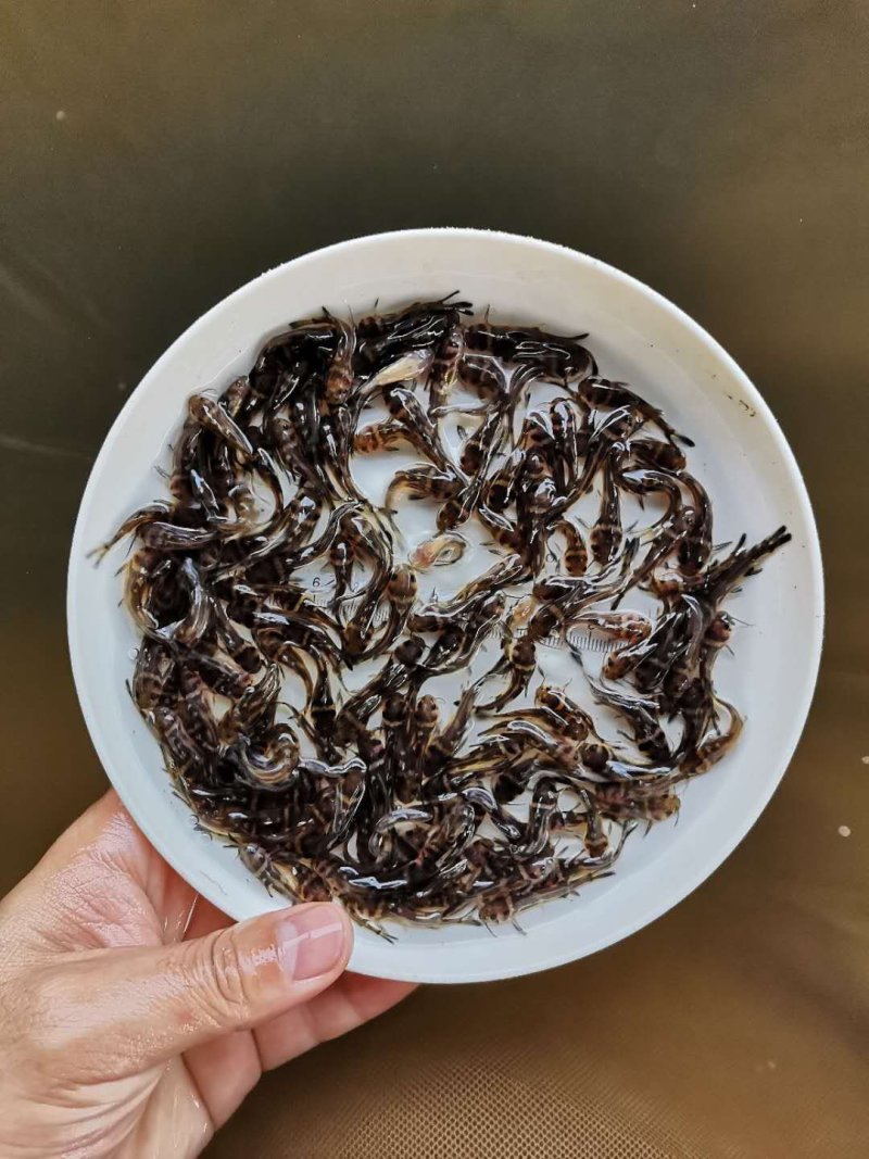 快大长江鲫鱼苗鲜活到家全国发货