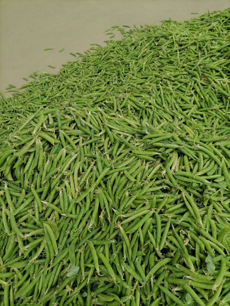 【精品青豌豆】出口级质量保证长寿仁中豌系列量大优惠