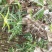 华重楼苗野生重楼盆栽七叶一枝花苗多年生药材庭院阳台绿植花
