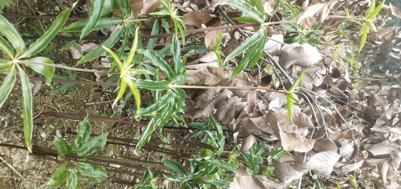 华重楼苗野生重楼盆栽七叶一枝花苗多年生药材庭院阳台绿植花