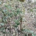 华重楼苗野生重楼盆栽七叶一枝花苗多年生药材庭院阳台绿植花