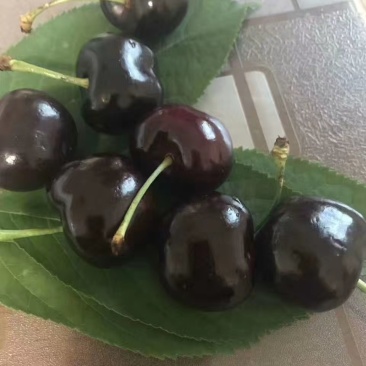 天水大樱桃