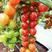 【包邮】瀑布番茄种子圣女果春季高产小西红柿苗农家盆栽蔬菜