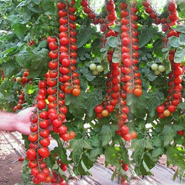 【包邮】瀑布番茄种子圣女果春季高产小西红柿苗农家盆栽蔬菜