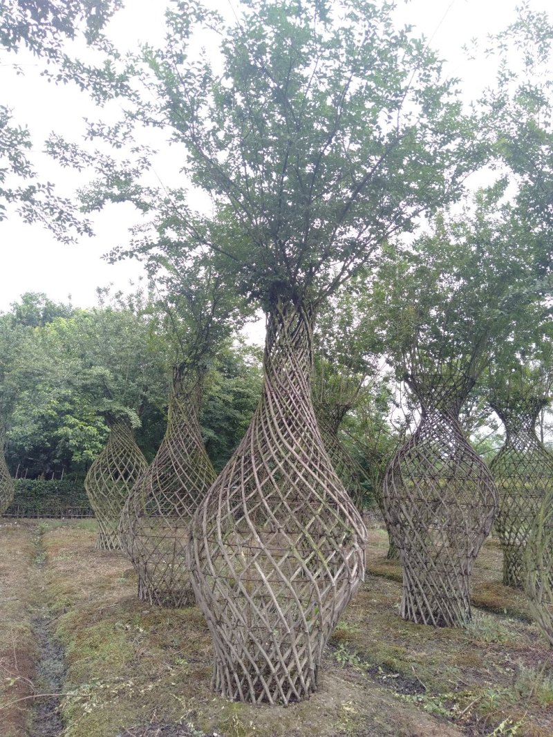 植物造型，紫薇花瓶，紫薇花瓶基地直销，可视频看货