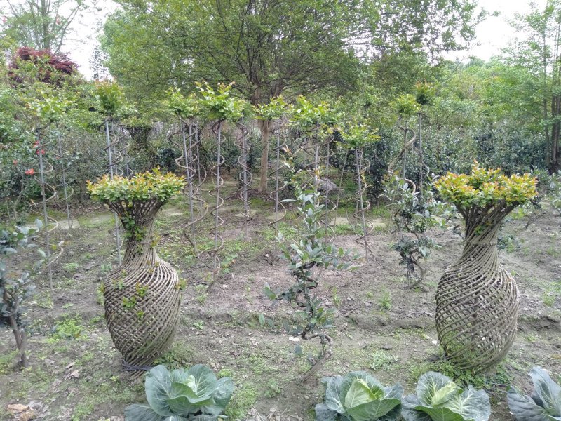 植物造型，紫薇花瓶，紫薇花瓶基地直销，可视频看货