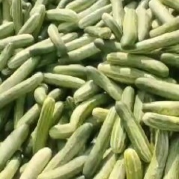 黄瓜
