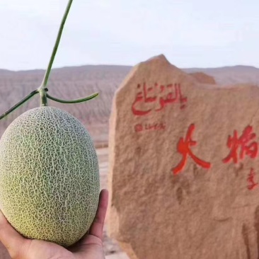 哈密瓜【西州蜜25号】
