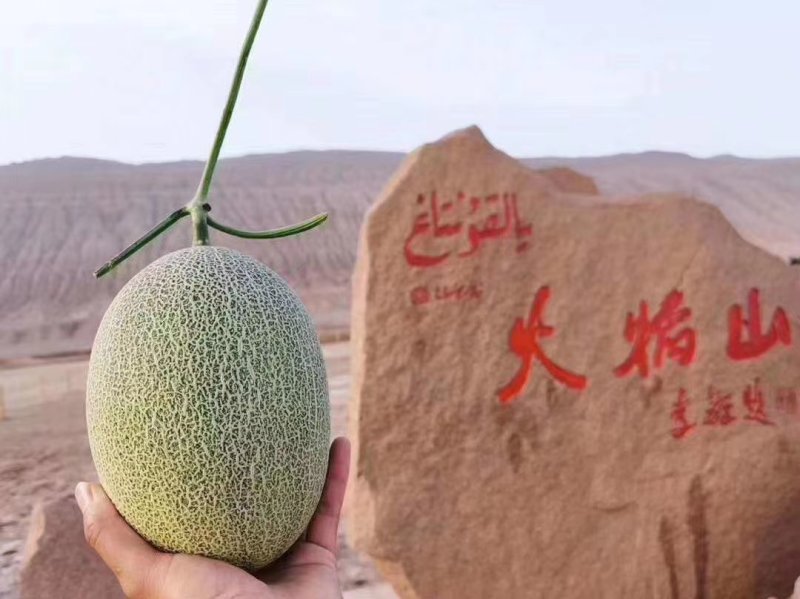 哈密瓜【西州蜜25号】