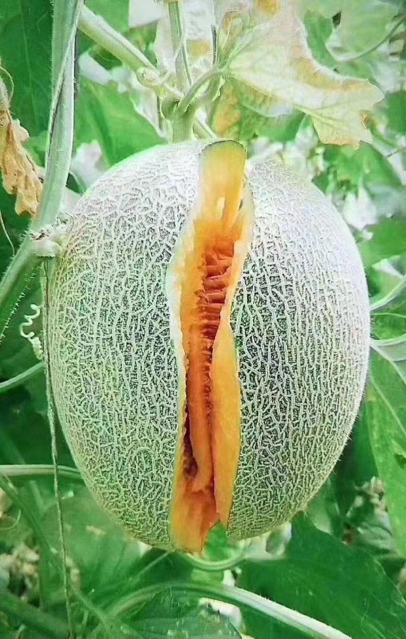 哈密瓜【西州蜜25号】