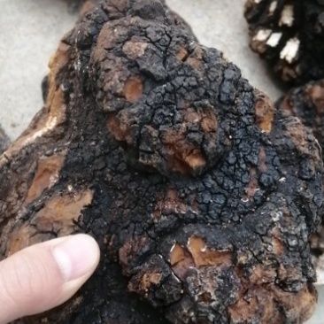桦树茸产地直供可零售可批发