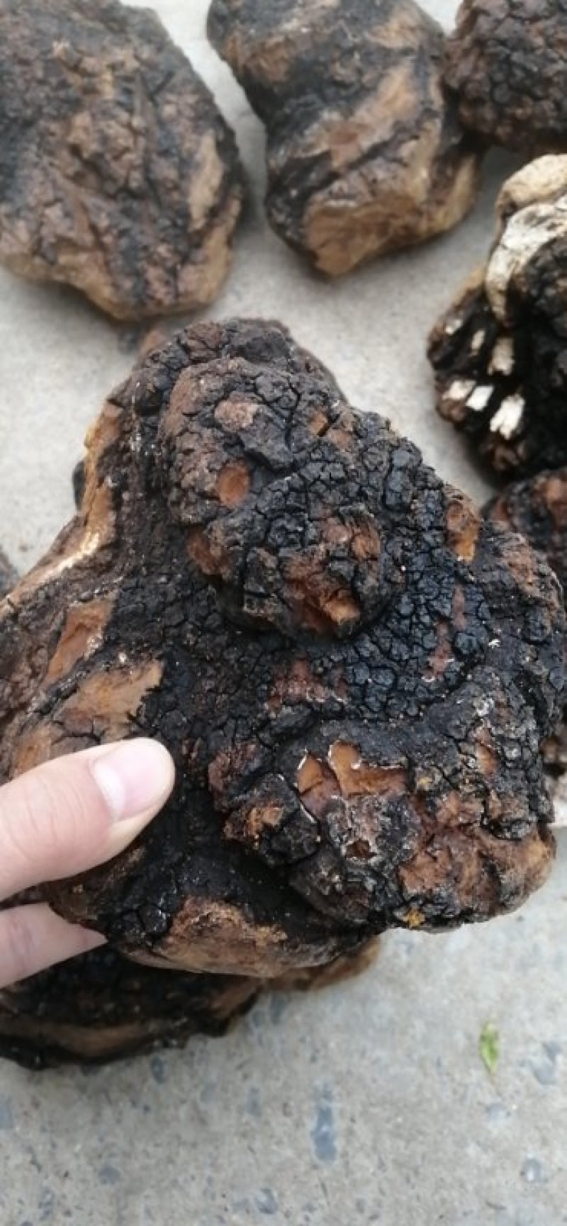 桦树茸产地直供可零售可批发