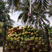 海南文昌岛之果椰子厂，提供视频看货