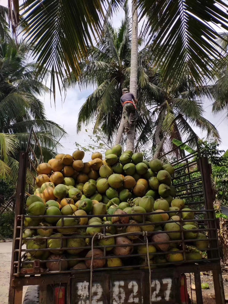 海南文昌岛之果椰子厂，提供视频看货