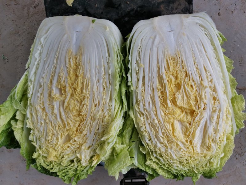 黄心大白菜