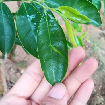 正宗沉香绿棋楠沉香苗农种植沉香苗