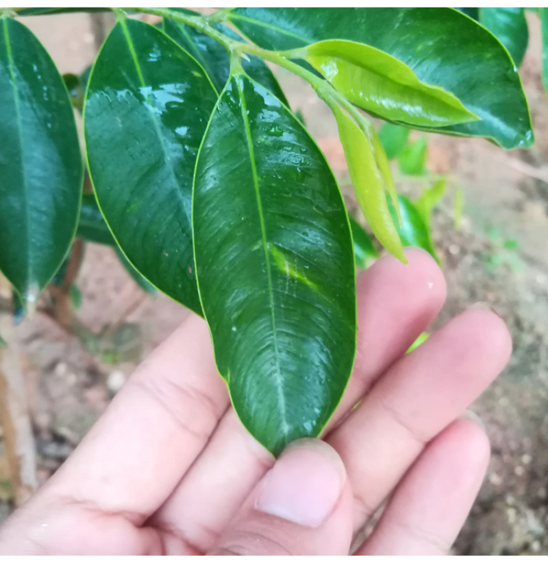 正宗沉香绿棋楠沉香苗农种植沉香苗