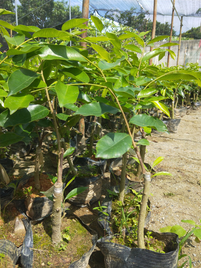 正宗沉香绿棋楠沉香苗农种植沉香苗