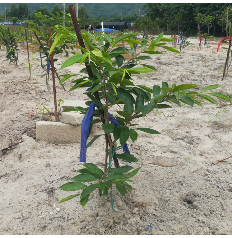 正宗沉香绿棋楠沉香苗农种植沉香苗